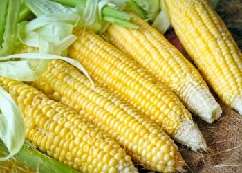 ‘Feira do Milho’ será montada nesta quarta-feira na sede da Empaer, na estrada de Cabedelo