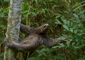 20 de junho: Sudema promove ‘Dia D’ de Proteção à Fauna