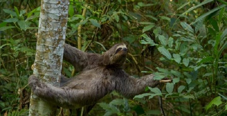 20 de junho: Sudema promove ‘Dia D’ de Proteção à Fauna