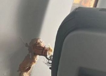 Peça de avião se solta, atravessa fuselagem e fere 3 na Austrália