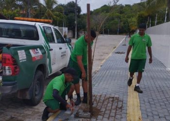 CIDADE DA ÁRVORE: João Pessoa planta mudas de árvores nativas em áreas públicas