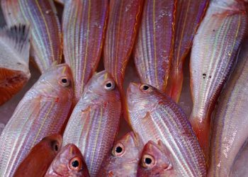 Perita em alimentos Alline Grisi faz avaliação microbiana de peixes e alerta para compra do melhor pescado