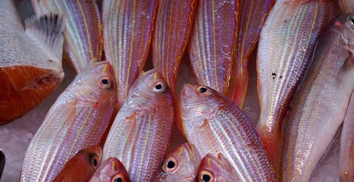Perita em alimentos Alline Grisi faz avaliação microbiana de peixes e alerta para compra do melhor pescado
