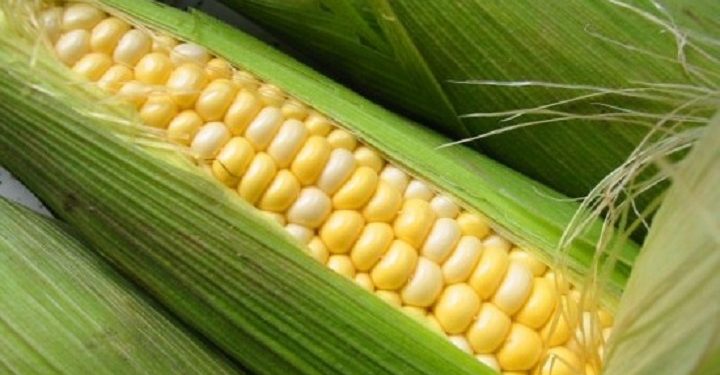 Feira do Produtor comercializa milho verde nesta sexta-feira na Empaer