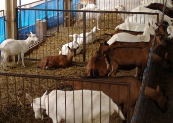 Expofeira Paraíba Agronegócios será aberta ao público neste domingo em João Pessoa