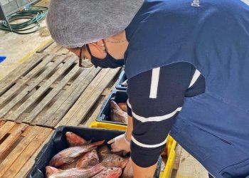 Perita em Alimentos e Nutricionista dá valiosas dicas de como comprar os melhores pescados nesta Semana Santa