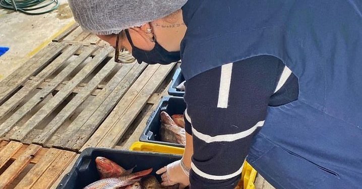 Perita em Alimentos e Nutricionista dá valiosas dicas de como comprar os melhores pescados nesta Semana Santa