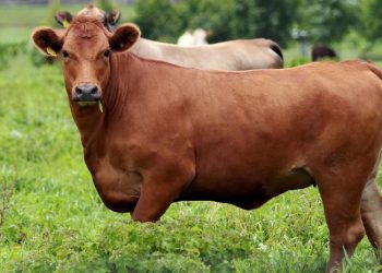 Expofeira Paraíba Agonegócios começa neste domingo em João Pessoa