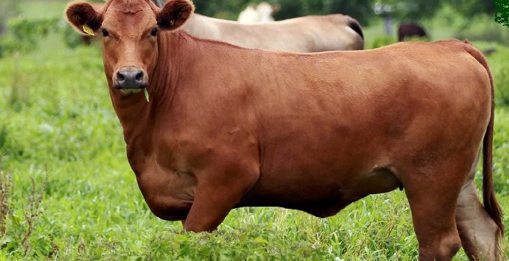 Expofeira Paraíba Agonegócios começa neste domingo em João Pessoa