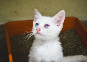 Centro de Zoonoses de João Pessoa explica o passo a passo para adoção de animais