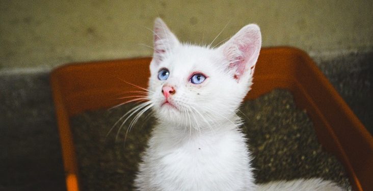 Centro de Zoonoses de João Pessoa explica o passo a passo para adoção de animais