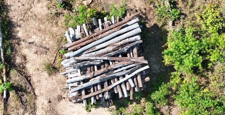 Órgãos ambientais da Paraíba iniciam Operação Caatinga Resiste