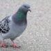 Saúde faz alerta para o manejo correto de pombos em João Pessoa
