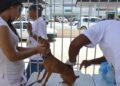 Dia D de Vacinação Antirrábica Animal acontece neste sábado com 135 pontos móveis em João Pessoa