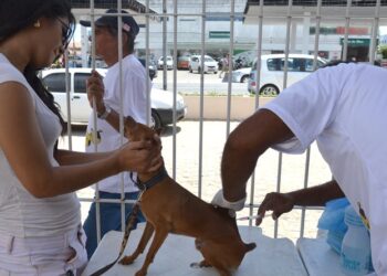 Dia D de Vacinação Antirrábica Animal acontece neste sábado com 135 pontos móveis em João Pessoa
